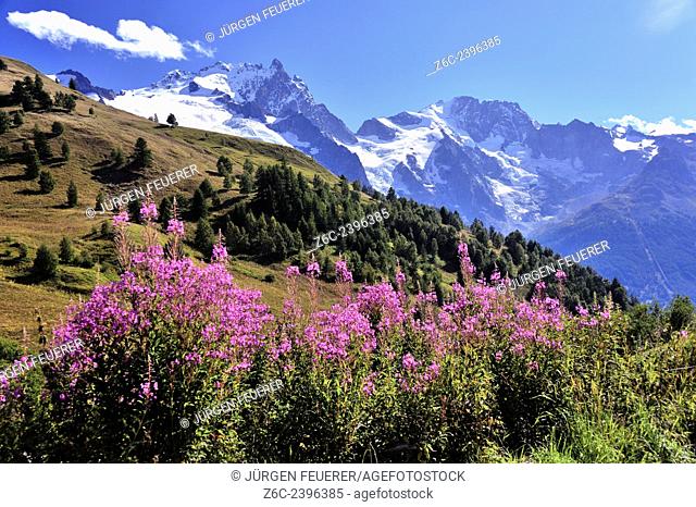 Red flowers and beautiful mountain scenery of the Alps, Hautes-Alpes, French Alps, France