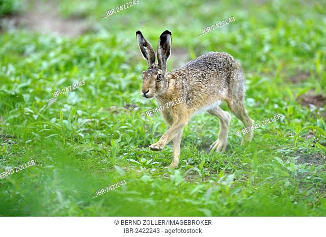Hare (Lepus europaeus), Texel, Wadden Islands, Netherlands, Holland, Europe