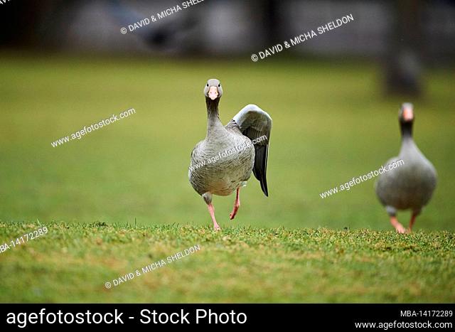 greylag geese (anser anser) walking in a meadow, bavaria, germany
