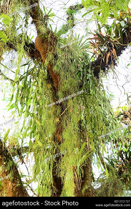 Rhipsalis and Epiphyllum are two genus of epiphytic cacti. This photo was taken in Paraty, Brazil