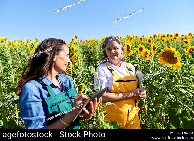 Female agricultural workers discussing while standing amidst sunflowers