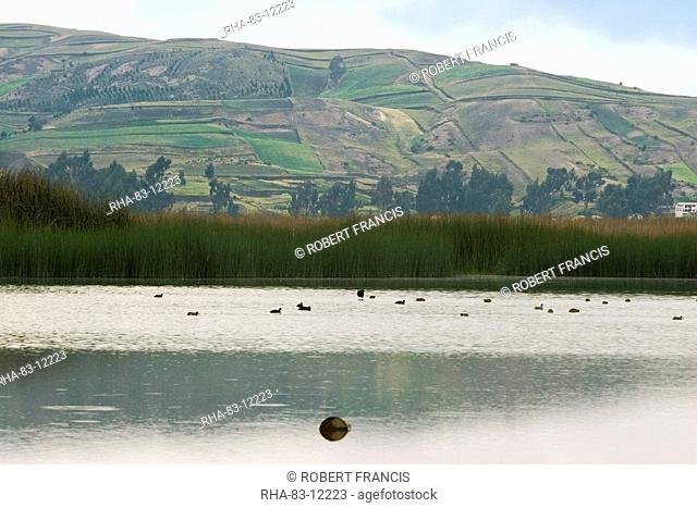 Laguna de Colta Colta Lake south west of Riobamba, its reeds are an important resource for cattle feed and weaving into mats and baskets by the local Colta...