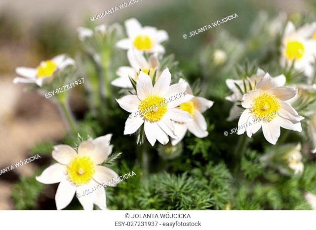 White spring easter flowers (Pulsatilla patens) in the garden