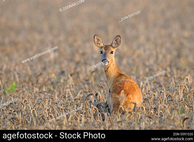 Reh im Sommer, Roe deer in summer, Capreolus capreolus, Deutschland, Germany
