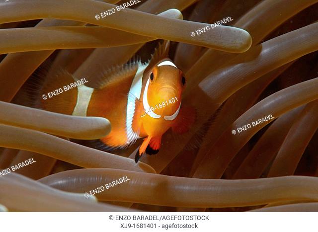 Anemone fish, Nemo