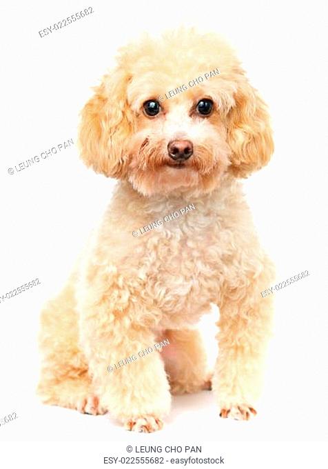 Dog poodle isolated on white background