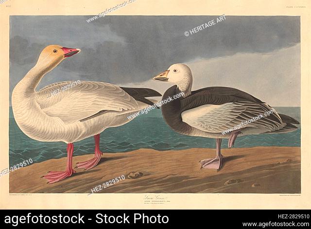 Snow Goose, 1837. Creator: Robert Havell