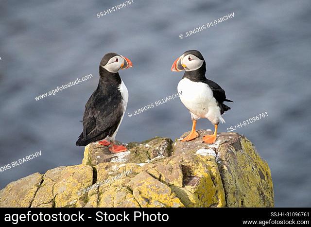 Atlantic Puffin (Fratercula arctica). Couple standing on a cliff. Iceland