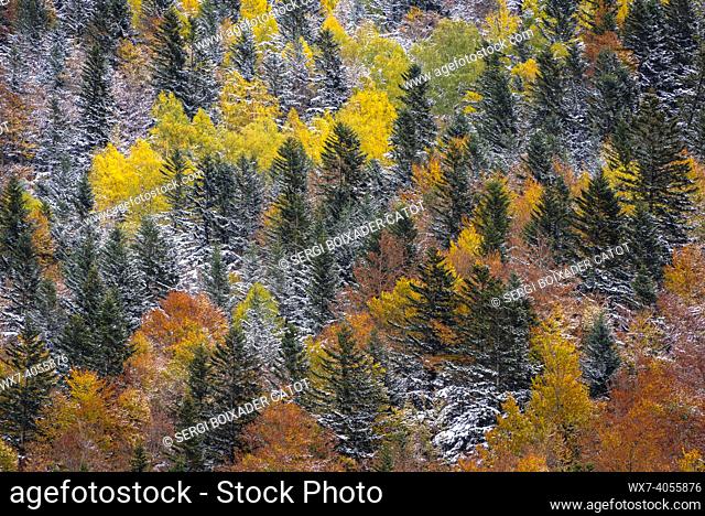 Autumn mixed forests and streams descending from the Besiberri valley to the Barrabés valley (Aran valley, Pyrenees, Catalonia, Spain)