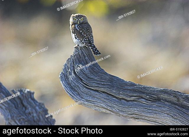 Perl-spotted Owl, Etosha national park, Namibia (Glaucidium perlatum), Perl-spotted Owlet