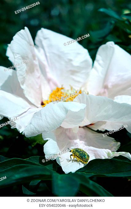 A chic white peony bud with a beetle on a petal against a background of a green garden, close-up. Natur background