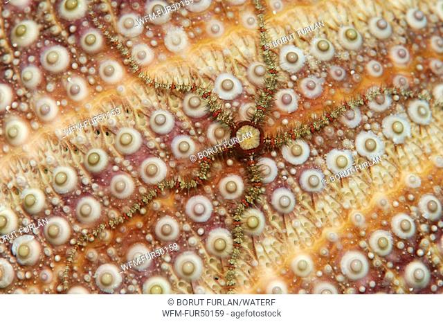 Brittle Star, Ophiothrix fragilis, Vela Vala, Susac Island, Adriatic Sea, Croatia