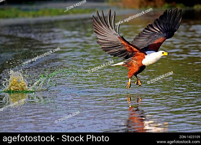 Schreiseeadler, afrikanischer Fischadler, Südafrika, bei der Jagd, wildlife; african fish eagle, south africa