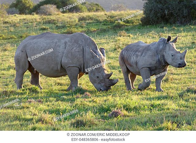 White Rhinoceros, Eastern Cape, South Africa