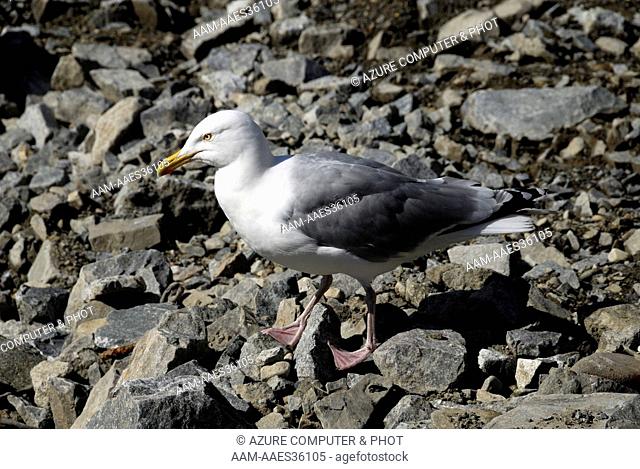 Herring Gull (Larus argentatus) Mageroy Island, Norway