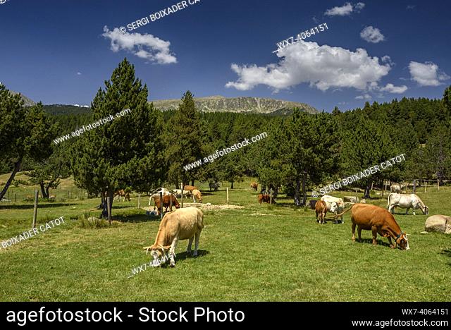 Mountain alpine meadows and forests around the Cap de Rec refuge, in La Cerdanya, in summer (Catalonia, Spain, Pyrenees)