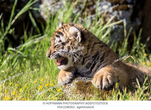 Meowing little tiger cub (Panthera tigris altaica), captive, California, USA