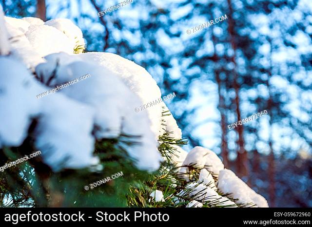Pine branch in snow. Winter sunset in the forest