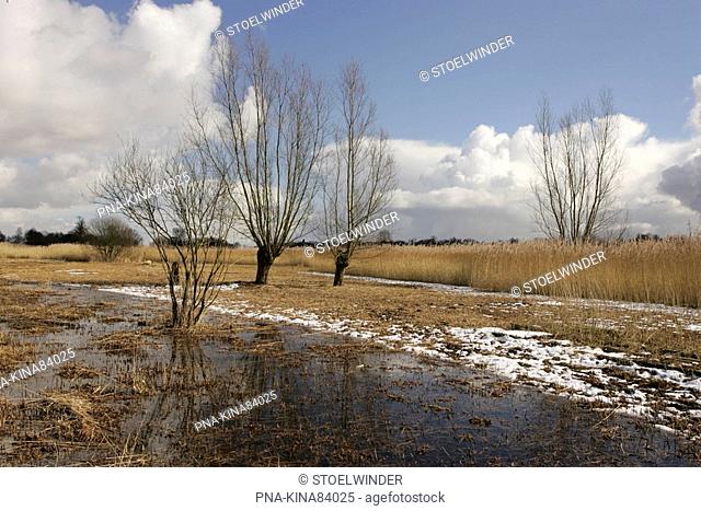 Common Reed Phragmites australis - De Wieden, Dwarsgracht, Overijssel, The Netherlands, Holland, Europe