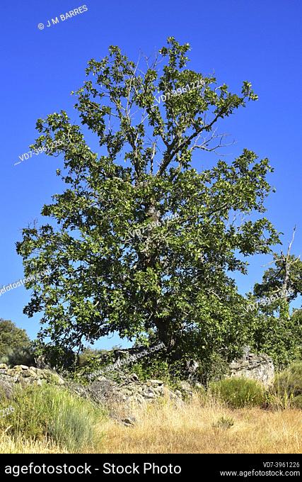 Pyrenean oak (Quercus pyrenaica) is a deciduous tree native to western Mediterranean basin (Iberian Peninsula, Western France and Morocco mountains)