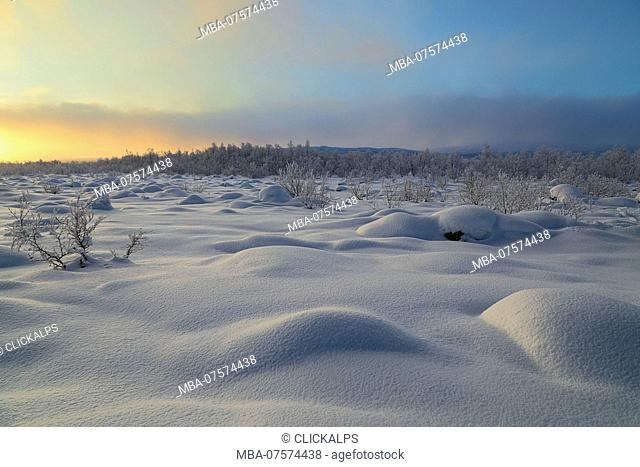 Trees covered with snow, Muonio, Lapland, Europe Finland