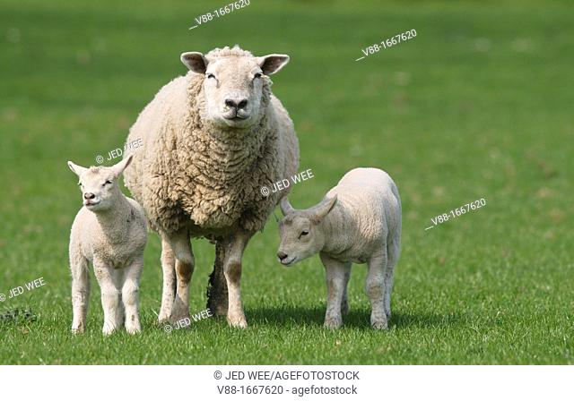 A mother ewe flanked by a pair of lambs, domestic sheep, Ovis aries in a field in North Yorkshire, England