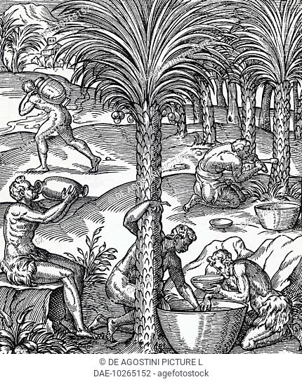Harvesting latex from rubber trees, illustration the the Cosmographia by Sebastian Munster (1488-1552), 1544. 16th century