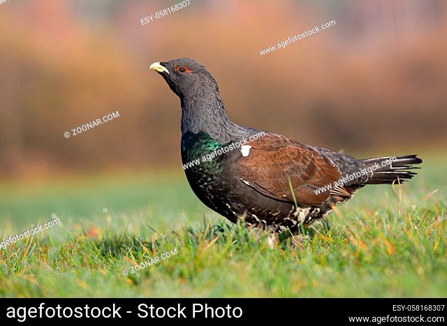 Western capercaillie, tetrao urogallus, standing on field in autumn nature. Black bird watching on green field in fall. Wild feathered animal looking on grass