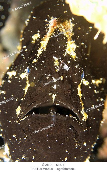 Giant frogfish, Antennarius commersoni, black phase, head detail, Puerto Galera, Mindoro, Philippines