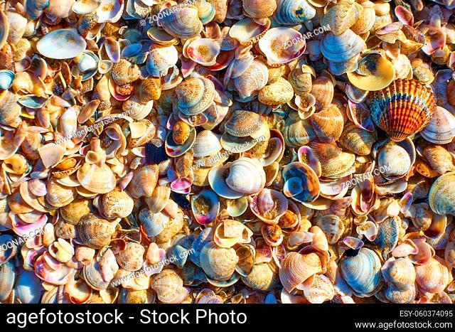 Multitude of sea shells, may be used as background