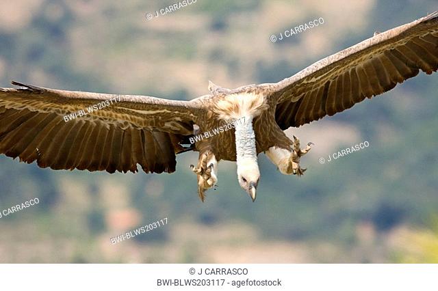 griffon vulture Gyps fulvus, in flight, front view with open wings, Spain, Castellon, Sierra Espadan natural park