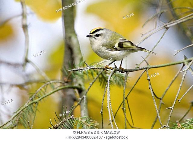Golden-crowned Kinglet Regulus satrapa adult male, perched on twig, U S A , autumn