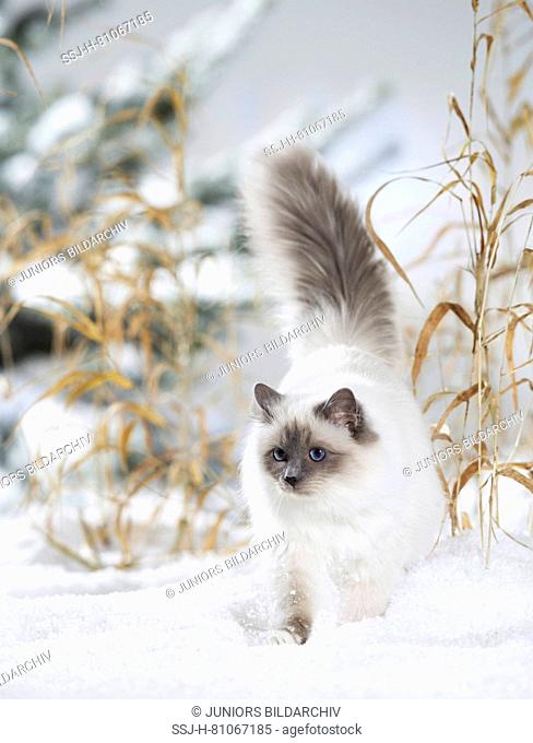 Sacred cat of Burma. Adult cat walking in snow. Germany