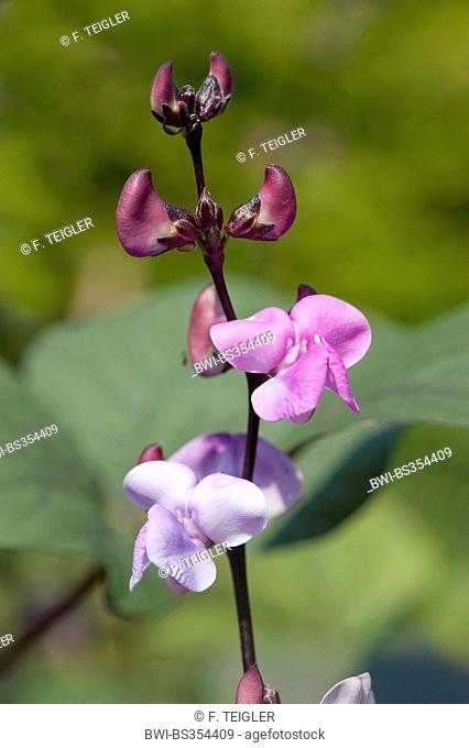 Hyacinth bean, Dolichos bean, Seim bean, Lablab bean, Egyptian kidney bean, Indian bean, Australian pea (Lablab purpureus), inflorescence