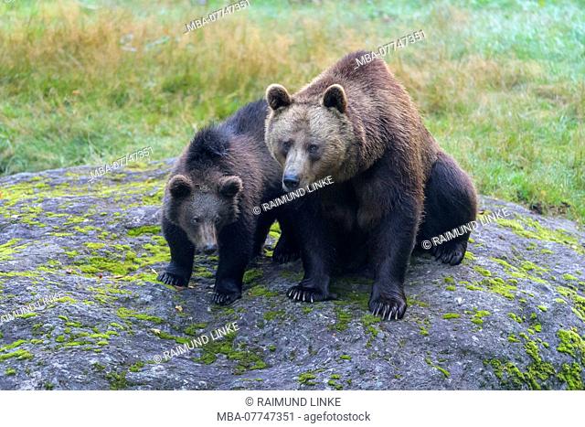Brown bear, Ursus arctos, female with cub, Germany