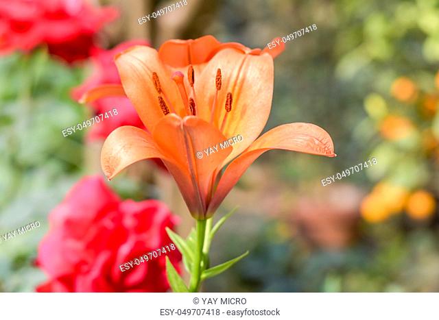 Campsis radicans, also called trumpet vine and cow itch, climber native in eastern and southern United States; it produces terminal clusters of tubular