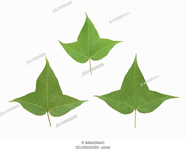 Leaves of Formosan sweetgum
