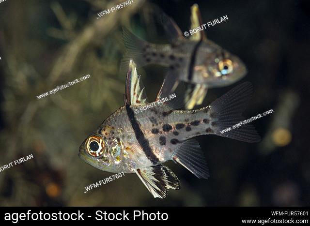 Orbiculate Cardinalfish, Sphaeramia orbicularis, Raja Ampat, West Papua, Indonesia