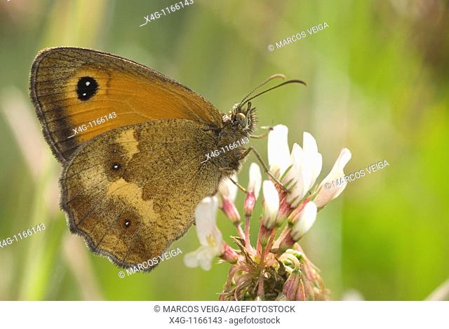 Gatekeeper butterfly Pyronia tithonus