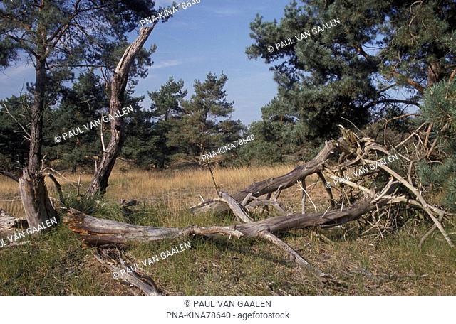 Scots Pine Pinus sylvestris - Huis ter Heide, Norg, Drenthe, The Netherlands, Holland, Europe