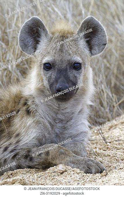 Spotted hyena or Laughing hyena (Crocuta crocuta) cub, lying on the edge of a dirt road, Kruger National Park, South Africa, Africa