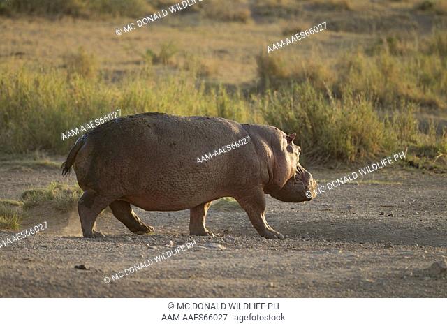 Hippopotamus (Hippopotamus amphibius) in Moru Kopjes, Ngorongoro Crater, Serengeti National Park, Tanzania