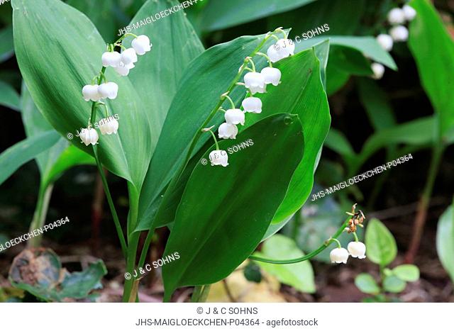 Lily of the valley, (Convallaria majalis), blooming, Germany, Europe