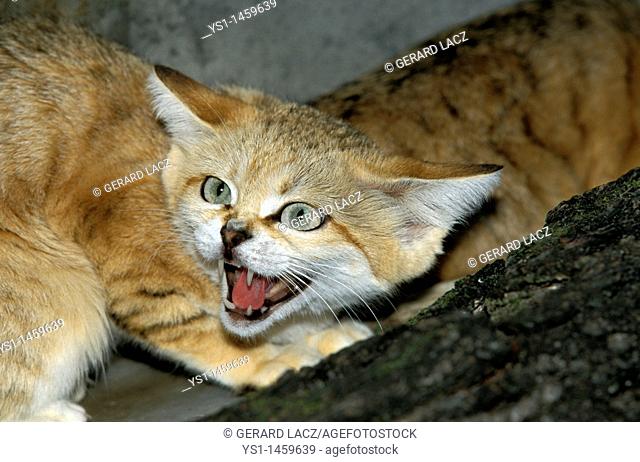 SAND CAT felis margarita, ADULT SNARLING