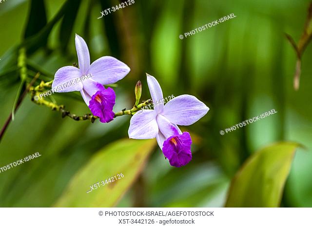 Bamboo Orchid (Arundina graminifolia). Photographed in Costa Rica in July