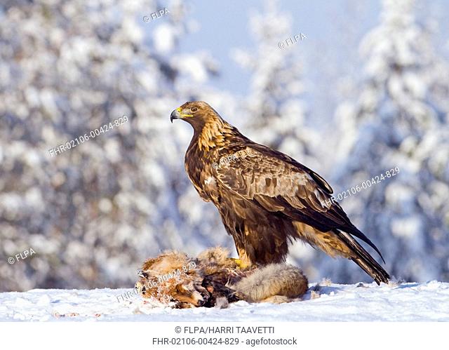 Golden Eagle Aquila chrysaetos adult, feeding at Red Fox Vulpes vulpes carcass in snow, Finland, february