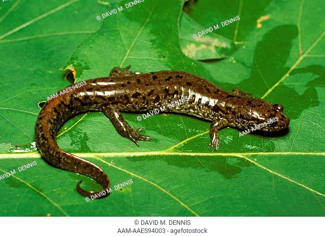 Northern Dusky Salamander (Desmognathus fuscus fuscus), Franklin Co., PA