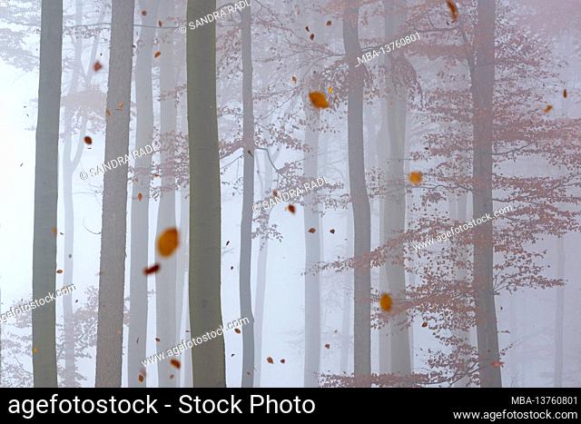 autumn beech forest, falling leaves, foggy mood, Germany, Hesse, Lahn-Dill-Bergland Nature Park, near Siegbach