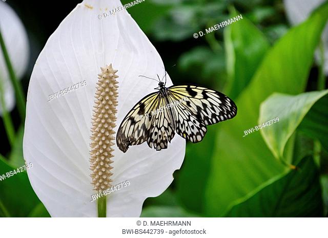 White Tree Nymph, Paper Kite, Rice Paper butterfly (Idea leuconoe), on Peace Lily