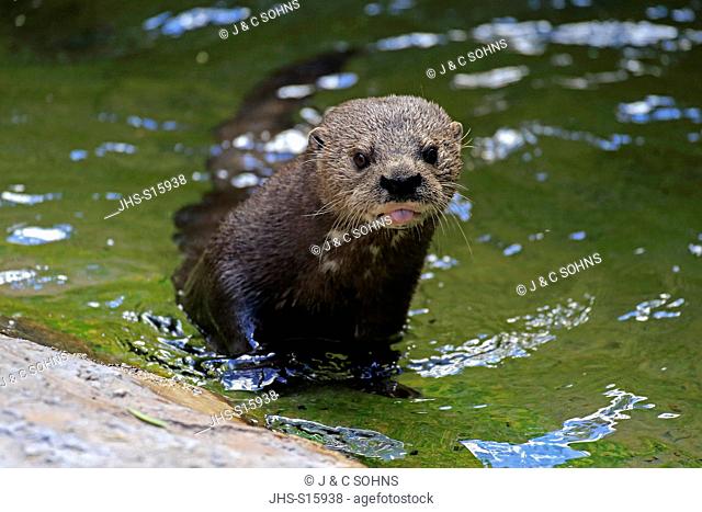 Spotted Necked Otter, (Lutra maculicollis), adult in water, Eastern Cape, South Africa, Africa